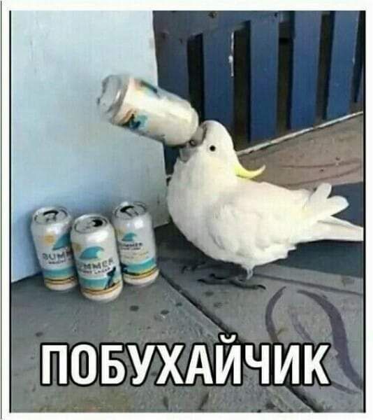 ПОБУХАЙЧИК