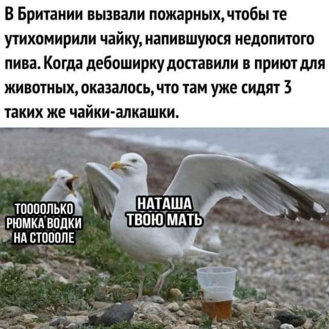 В Британии вьввали пожарных чтобы те утихомирили чайку иапившуюсл иедопитого пива Когда дебоширкудопанипи приютили ЖИВИНЫХОКВЗЗЛ0СЬЧТ0 там уже сидят таких же чайки алкаши д НАТАША тпшшпьки _ рюмки водки ВОЮ МАТЬ_ нд ствол