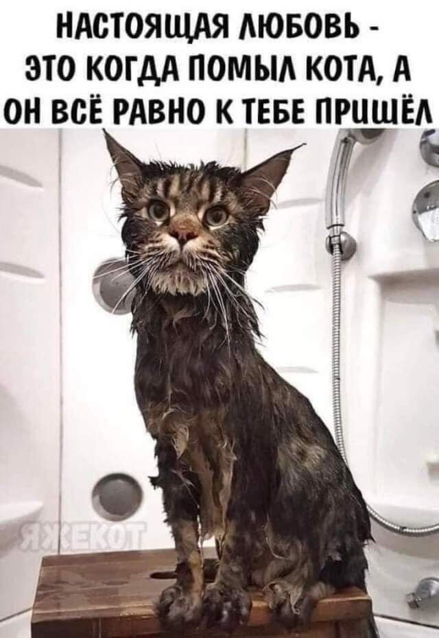 НАСТОЯЩАЯ ЛЮБОВЬ ЭТО КОГДА ПОМЫА КОТА А ОН ВСЁ РАВНО К ТЕБЕ ПРЦШЁА