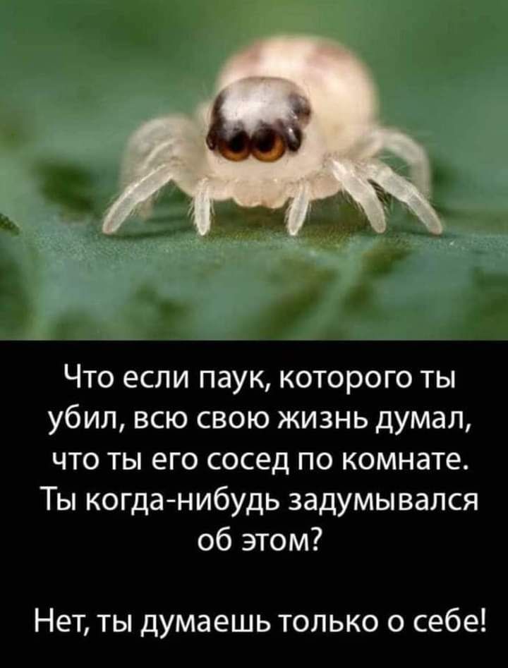 Что если паук которого ты убил всю свою жизнь думал что ты его сосед по комнате Ты когда нибудь задумывался об этом Нет ты думаешь только о себе