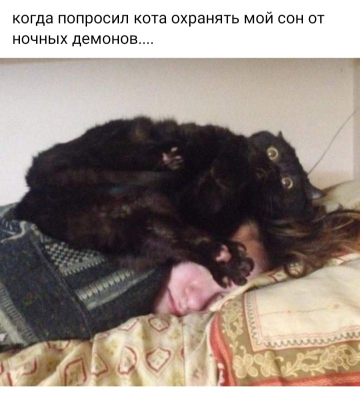 когда попросил кота охранять мой сон от ночных демонов