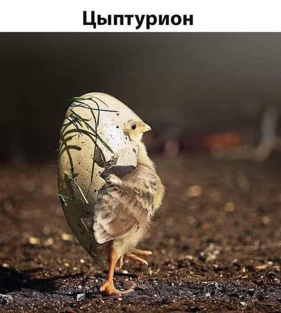 д