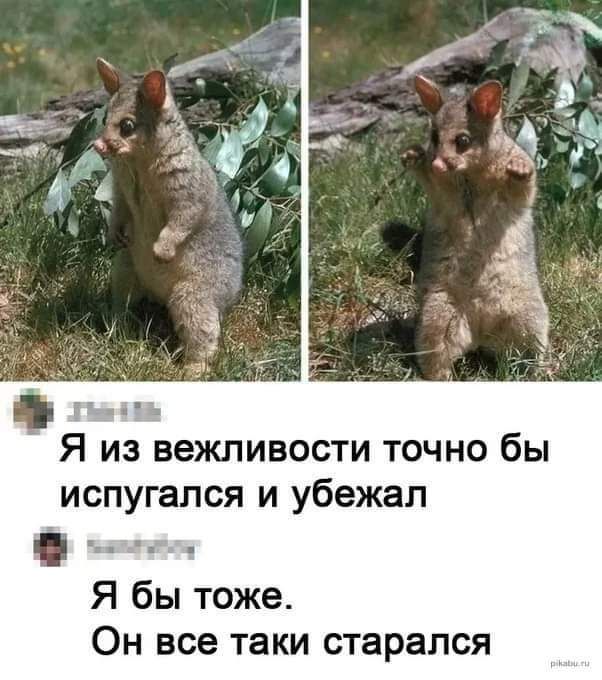 па п Я из вежливости точно бы испугался и убежал Я бы тоже Он все таки старался