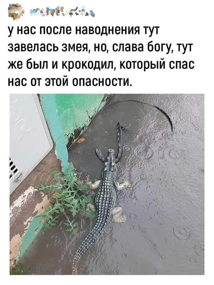 М _ц у нас после наводнения тут завелась змея но слава богу тут же был и крокодил который спас нас от этой опасное