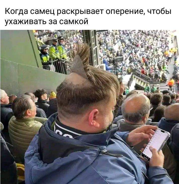 Когда самец раскрывает оперение чтобы ухаживать за самкой