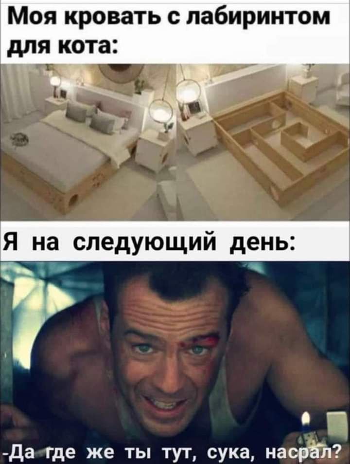 Моя кровать с лабиринтам для кота Я на следующий день да где же ты тут сука насрал