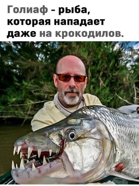 Гопиаф рыба которая нападает даже на крокодилов