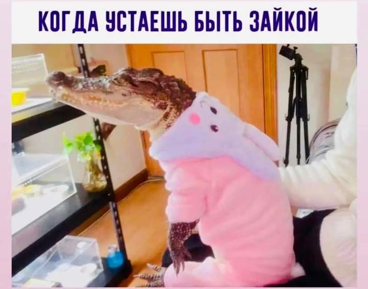 КПГДА НСТАЕШЪ БЫТЬ ЗАЙКПЙ иду