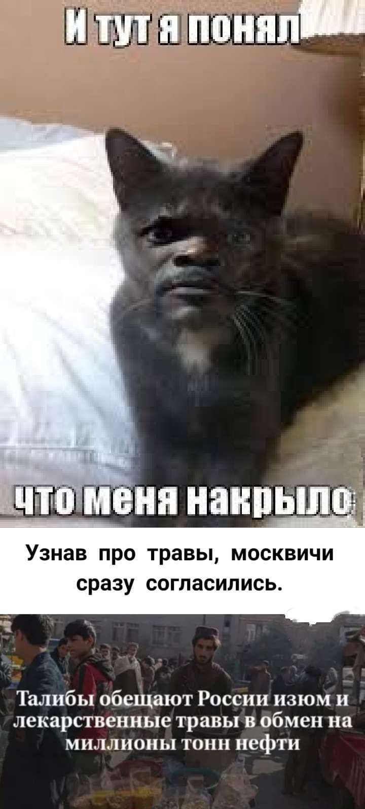 1 М НПНВНПЬШ Узнав ПРО Травы МОСКВИЧИ сразу СОГЛЗСИЛИСЬ Талибы обещают России изюм и лекарственные травы В обмен на МИЛЛИОНЫ ТОП нефти тг моъпмПпшз