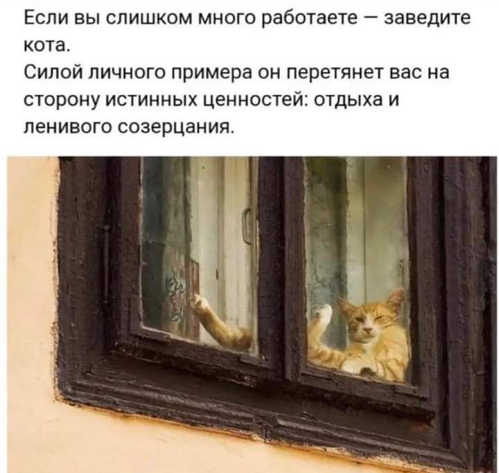 Если вы слишком много работаете заведите ота Силой личного примера он перетянет вас сторону истинных ценностей отдыха и ленивого созерцания