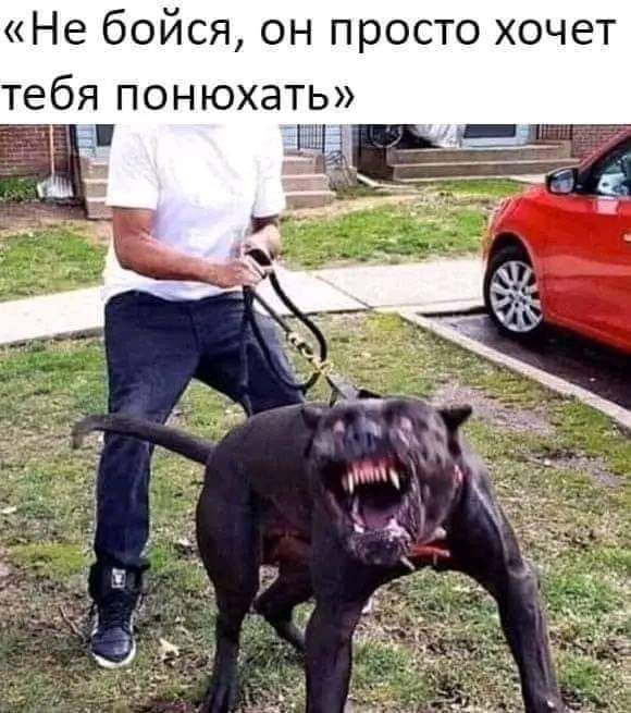 Не бойся он просто хочет тебя понюхать і