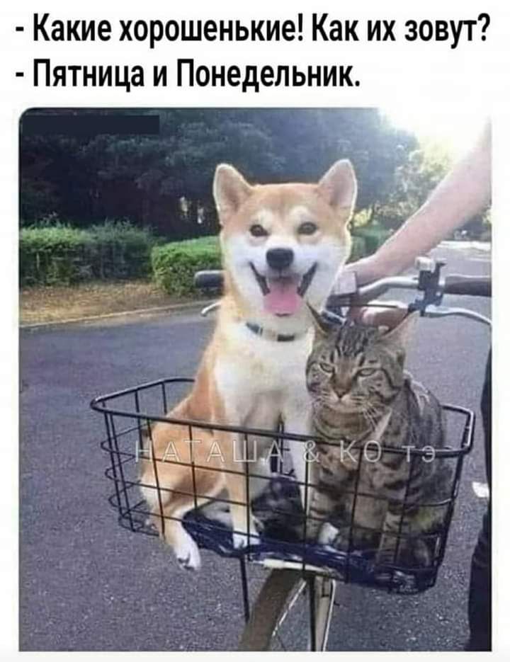 Какие хорошенькие Как их зовут Пятница и Понедельник
