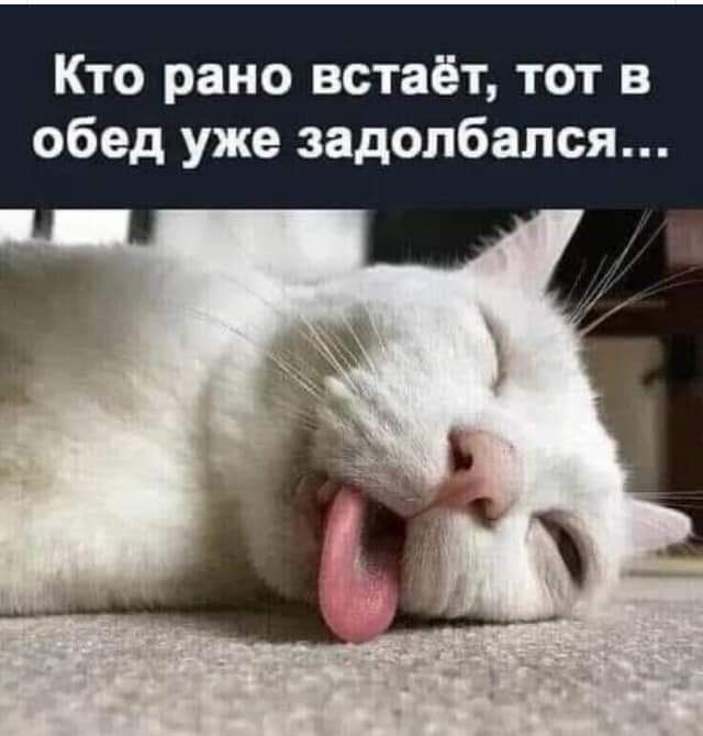 Кто рано встаёт тот в обед уже задолбался