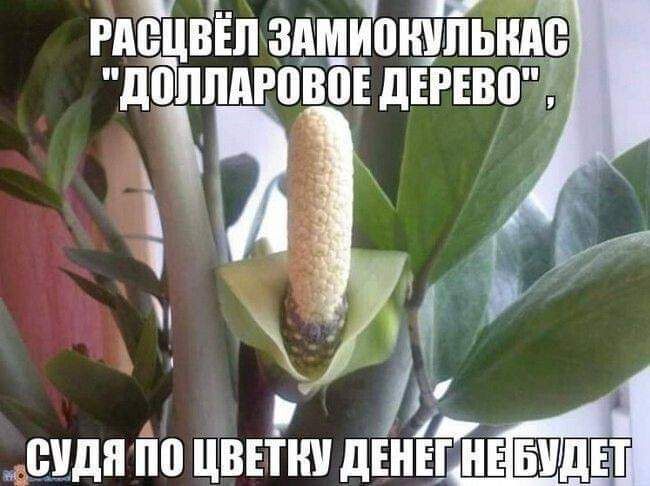 т ч РМЩВЁП ЗАЩИЦЩПЬНДС діілппговоі дЕРЕвоЪ 1 Я сиди по цввтшп дЕнЁ