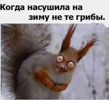 Когда насушила на зиму не те грибы