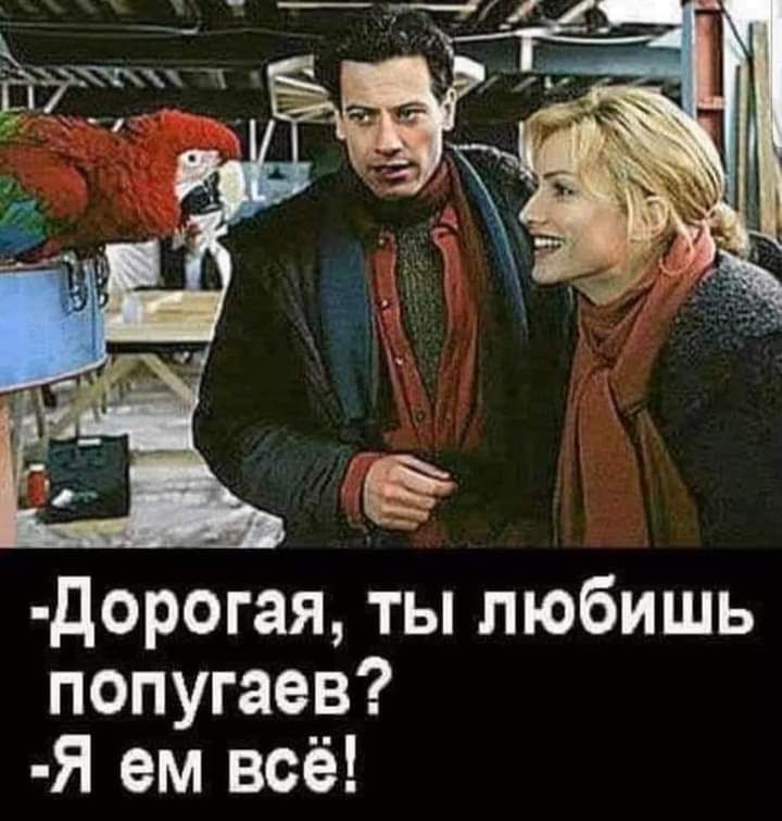 дорогая ты любишь попугаев Я ем всё