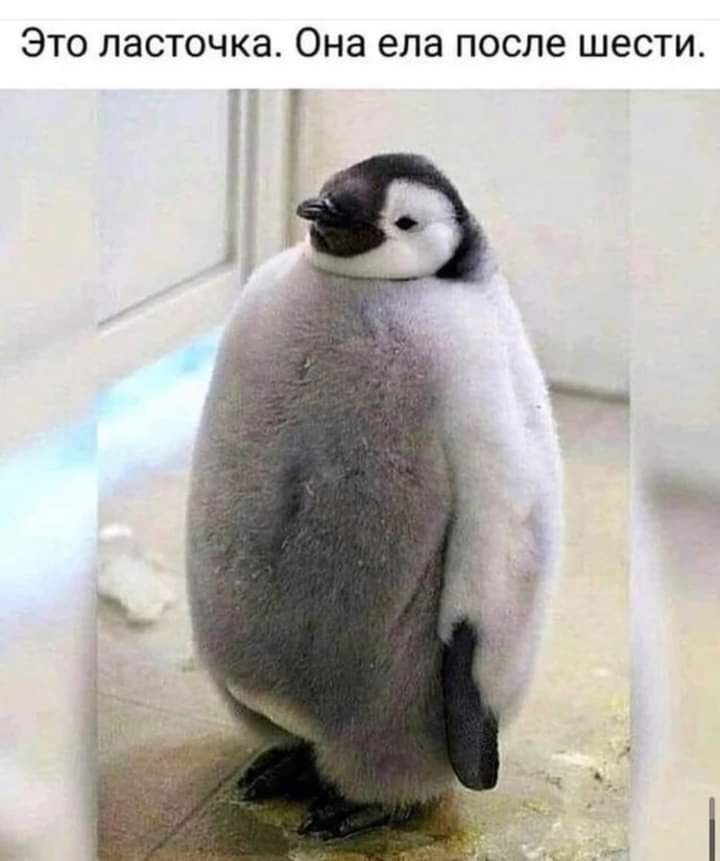 Это ласточка Она ела после шести