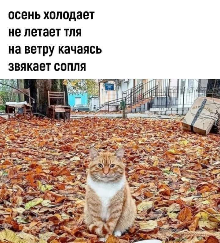 ОСЕНЬ холодает не летает ТПЯ на ветру КЗЧЗЯСЬ ЗВЯКЗЕТ СОПЛЯ