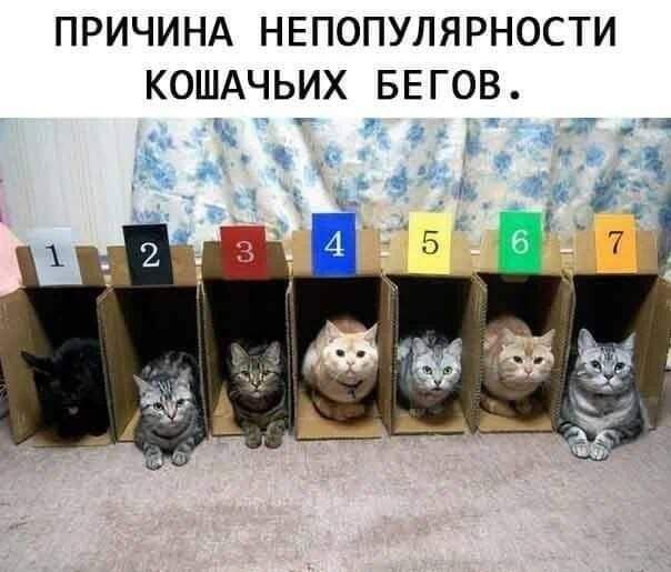 ПРИЧИНА НЕПОПУЛЯРНОСТИ КОШАЧЬИХ БЕГОВ