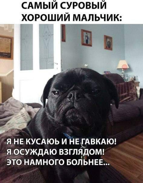 САМЫЙ СУРОВЫЙ ХОРОШИЙ МАЛЬЧИК Я НЕ КУСАЮЬ И НЕ ГАВКАЮ Я ОСУЖДАЮ ВЗГЛЯДОМ ЭТО НАМНОГО БОЛЬНЕЕ