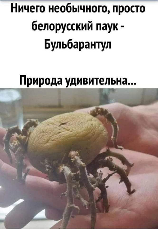 Ничего необычного просто белорусский паук Бульбарантул Природа удивительна