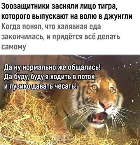 ЗВОЗЗЩИТНИКИ засняли ЛИЦО тигра КОТПРОГО выпускают на волю В дЖУНГПИ Когда ПЦНЯП ЧТО ХЗПЯВНЗЯ еда закончилась и придётся всё делать самому да ну нормально же общались да буду буду я ходить в поток и пулюдавать чесать