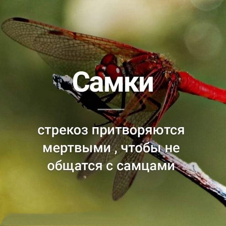 амки стрекоз притворяются мертвыми что е общатся с самцам