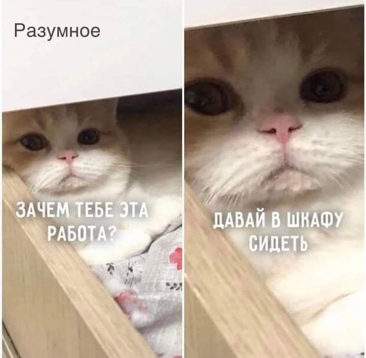 Разумное И ЦНС