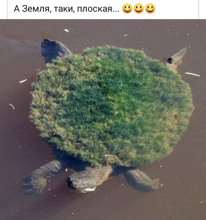 о