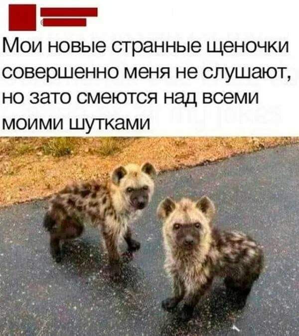 МОИ НОВЫЭ странные щеночки совершенно меня не СЛУШЗЮТ НО зато СМЭЮТСЯ над всеми МОИМИ ШУТКЗМИ
