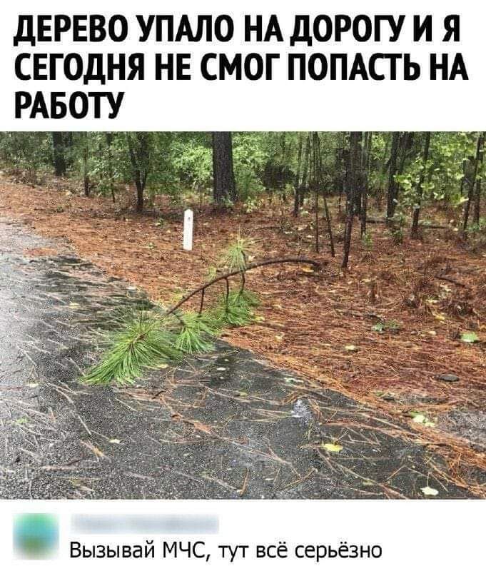 дЕРЕВО УПАЛО НА дОРОГУ И Я СЕГОДНЯ НЕ СМОГ ПОПАСТЬ НА РАБОТУ Вызывай МЧС тут всё серьёзно