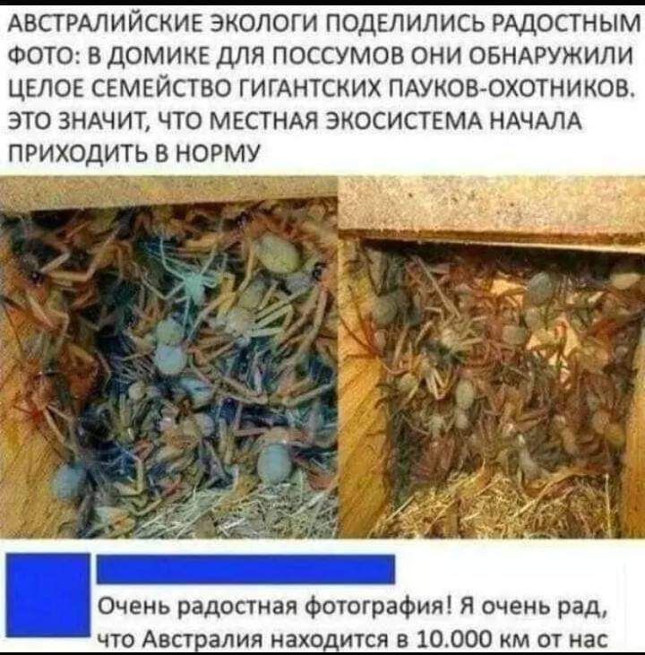 АВСТРАЛИЙСКИЕ ЭКОЛОГИ ПОДЕПИЛИСЬ РАДОСТНЫМ ФОТО В ДОМИКЕ дЛЯ ПОССУМОВ ОНИ ОБНАРУЖИЛИ ЦЕЮЕ СЕМЕЙСТВО ГИГАНТСКИХ ПАУКОВчОХОТНИКОВ ЭТО ЗНАЧИТ ЧТО МЕСТНАЯ ЭКОСИСТЕМА НАЧАЛА ПРИХОДИТЬ В НОРМУ д чень радостей ФотограФив я очень рад что Авст алия нако ится 5 10000 им от ас