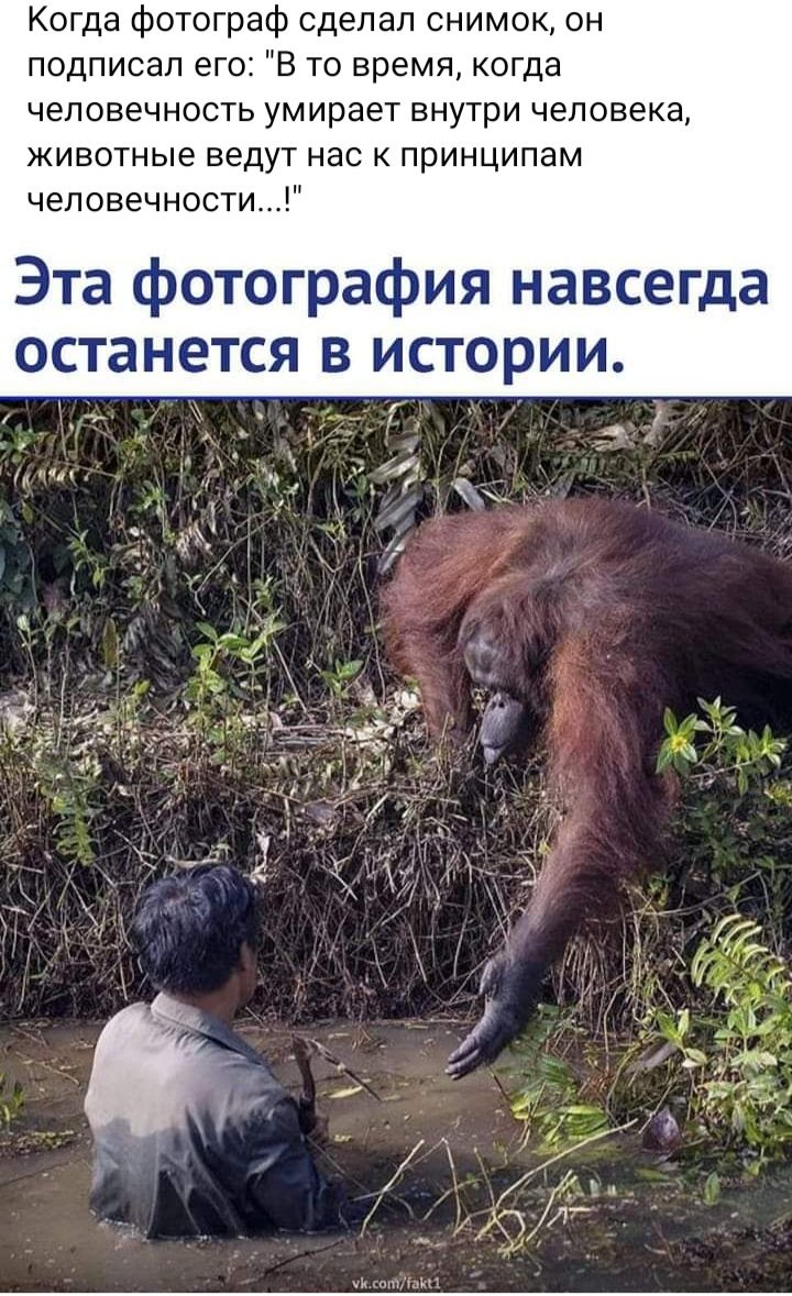 Когда фотограф сделал снимок он подписал егоі В то время когда человечность умирает внутри человека животные ведут нас принципам чеповечности Эта фотография навсегда останется в истории