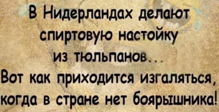 В Нидерландах делают спиртовую настойку из тюльпанов Вот как приходится изголяться югда в стране нет боярышника