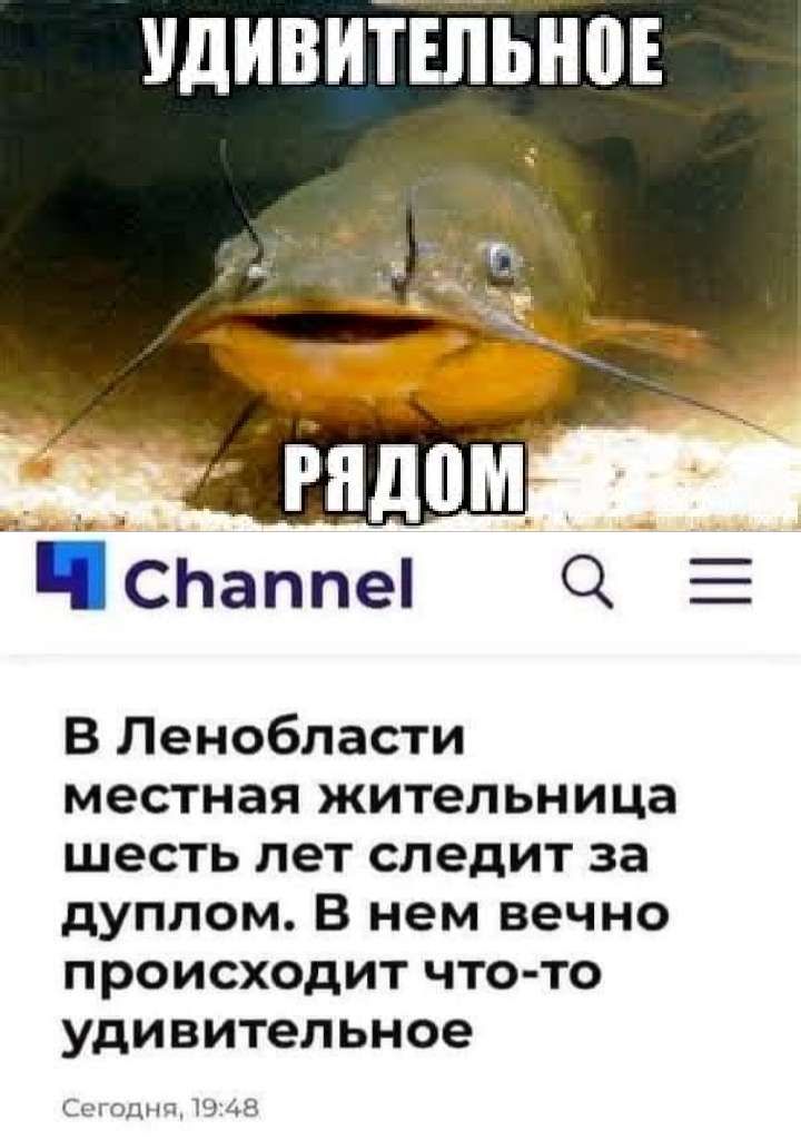 УДИВИТШЬМЕ _СЬаппеі Е В Ленобласти местная жительница шесть лет следит за дуплом В нем вечно происходит что то удивительное