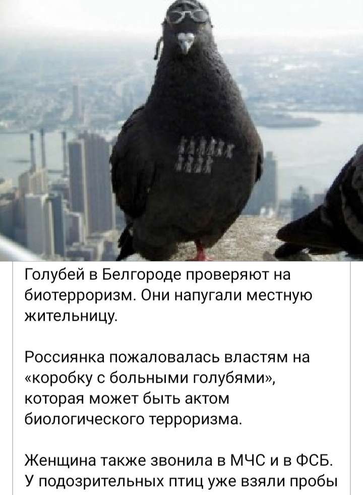 Гопубей в Белгороде проверяют на биотерроризм Они напугали местную жительницу Россиянка пожаловалась властям на коробку бол ьными голубями которая может быть актом биологического терроризма Женщина также звонила МЧС и в ФСБ У подозрительных птиц уже взяли пробы