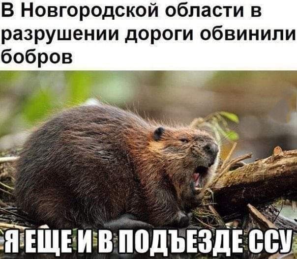 В Новгородской области в разрушении дороги обвинили бобров __ _ 1 ч ЁПЁЕЩЕИВППДЪЕЗДЕ 88