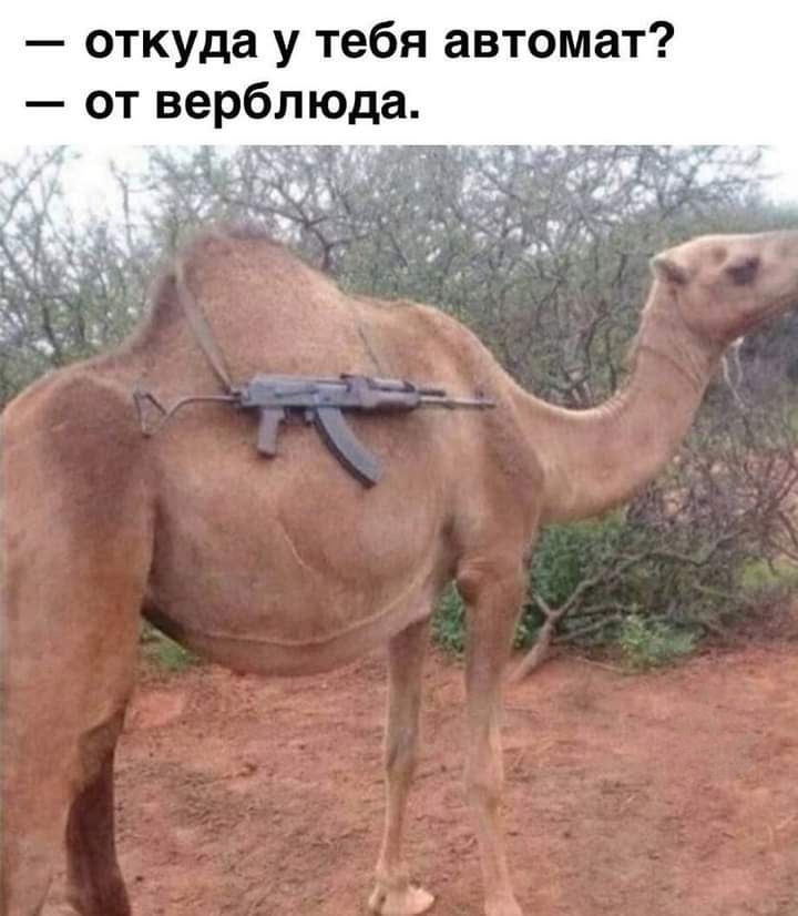 откуда у тебя автомат от верблюда