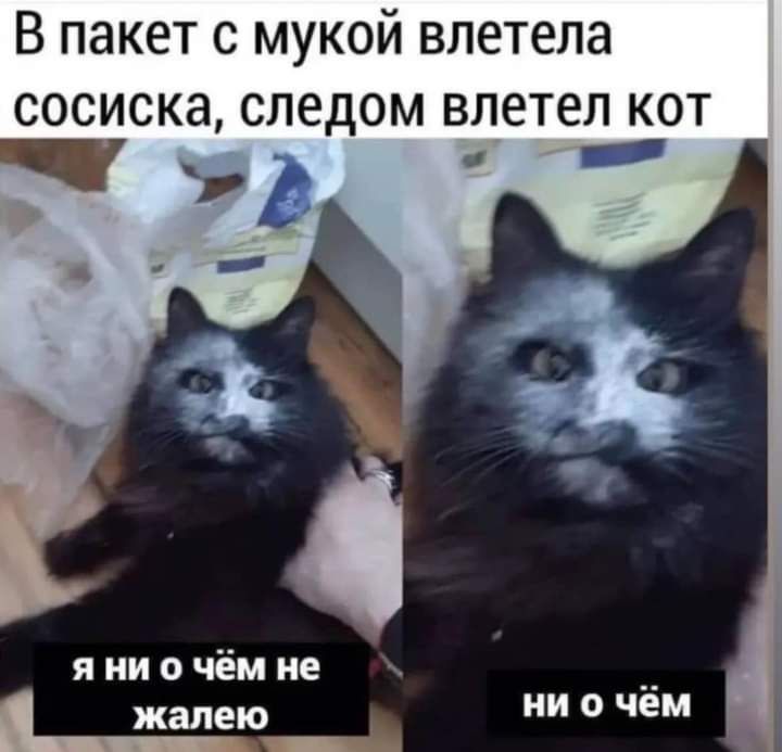 В пакет с мукой влетела сосиска следом влетел кот я ни о чём не жалею_ ни о чём
