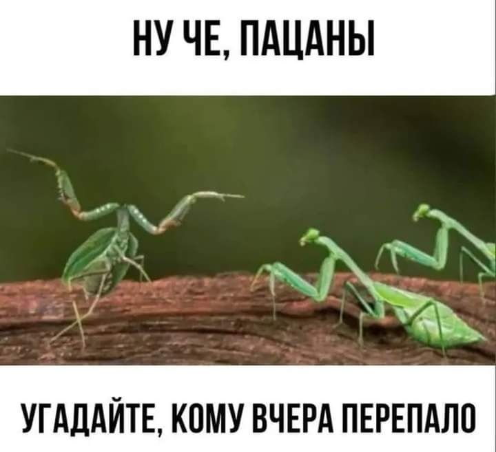 _ _ УГАДАЙТЕ КОМУ ВЧЕРА ПЕРЕПАЛП