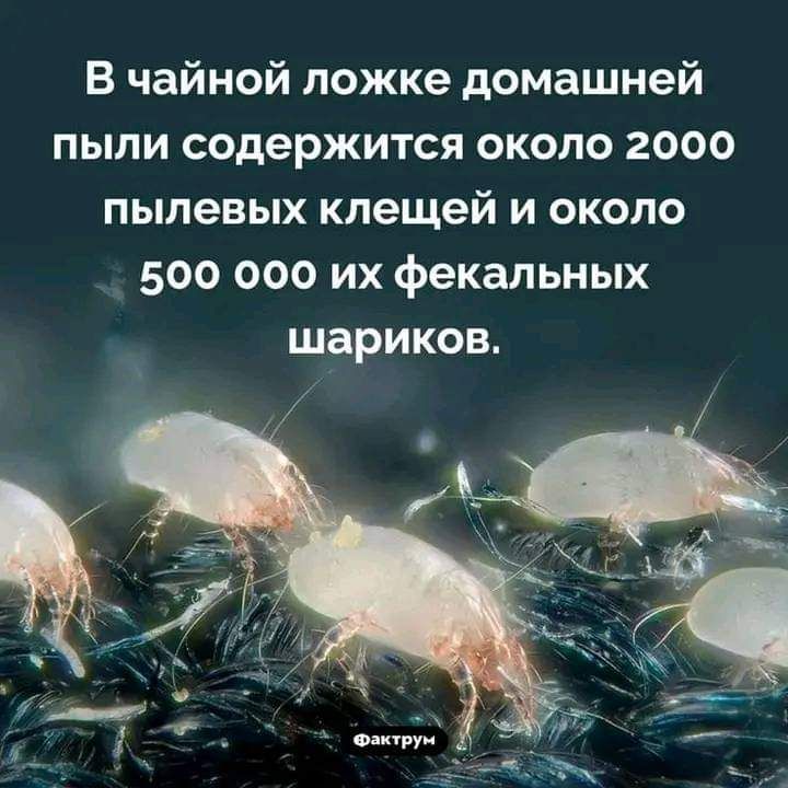 В чайной ложке домашней пыли содержится около 2000 пылевых клещей и около 500 000 их фекальных шариков