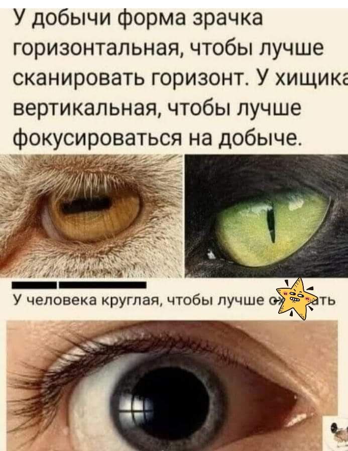 У добычи форма зрачка горизонтальная чтобы лучше сканировать горизонт У хищикг вертикальная чтобы лучше фокусироваться на добыче
