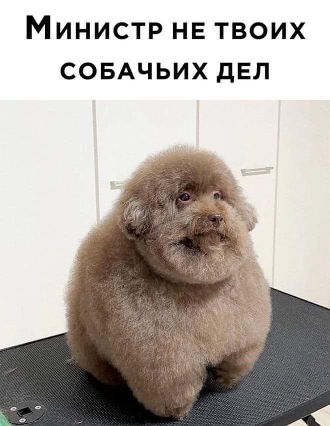 МИНИСТР НЕ ТВОИХ СОБАЧЬИХ дЕЛ