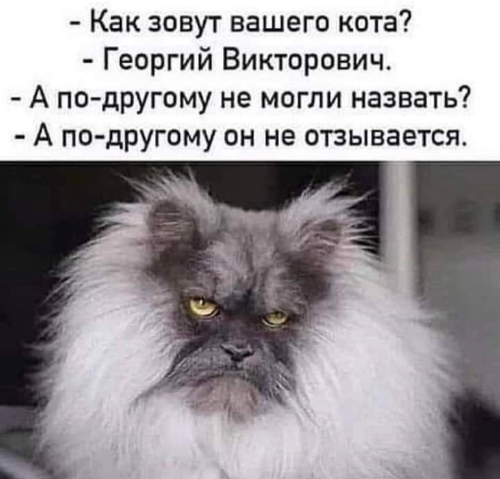 Как зовут вашего кота Георгий Викторович А подругому не могли назвать А по другому он не отзывается