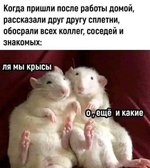 Когда пришли после работы домпи рассказали друг другу сплетни ОБОСПЗЛИ ВСЕХ КОЛЛЕГ СОСЕДЕЙ И ЗНЗКОМЫХ ПЯ МЫ КРЫСЫ птещё и какие