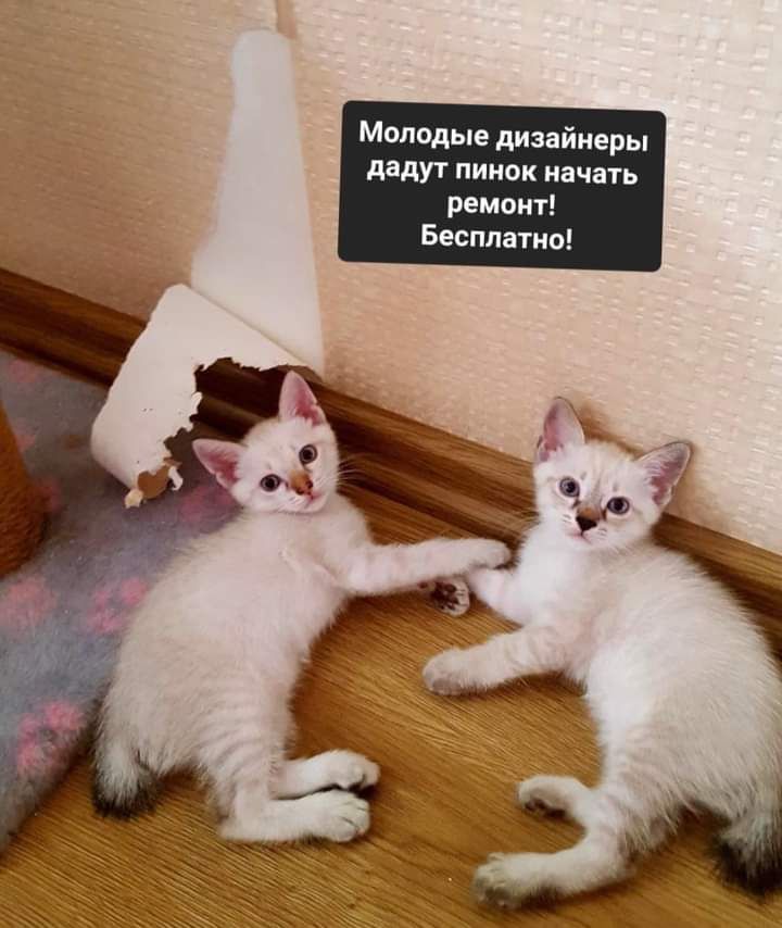 Молодые дизайнеры дадут пииик качать ремпит Бесплатно