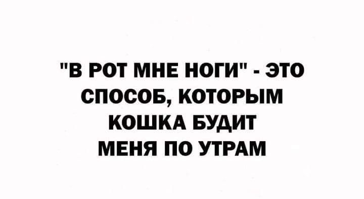 В РОТ МНЕ НОГИ ЭТО СПОСОБ КОТОРЫМ КОШКА БУАИТ МЕНЯ ПО УТРАМ