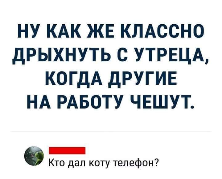 ну КАК ЖЕ КЛАссно дрыхнуть с УТРЕЦА КОГДА другив НА РАБОТУ чвшут О _ Кто дап коту телефон