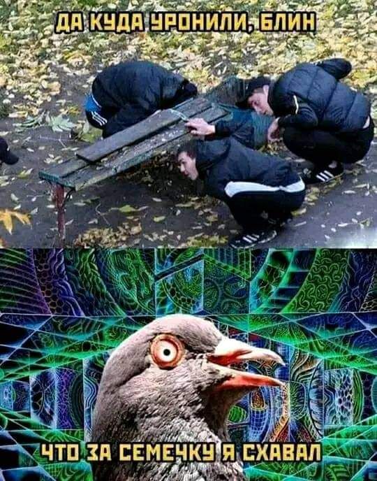 ЗИ ЭЧТОЛЗА СЕМЕЧКУЯ СКЯВА у МАЧ ЭР стар т у