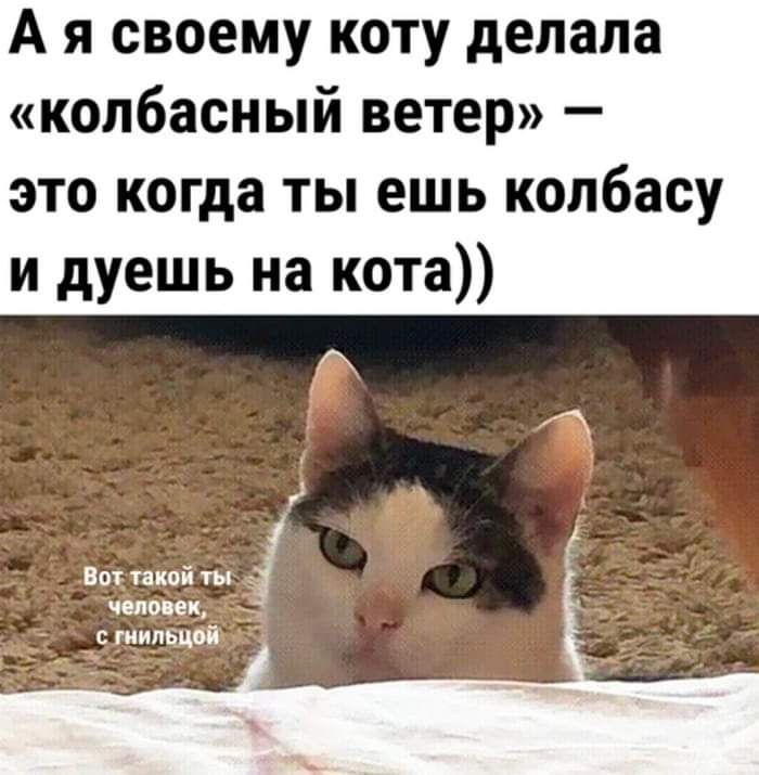 А я своему коту делала копбасный ветер это когда ты ешь колбасу и дуешь на кота